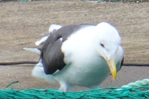 ham
